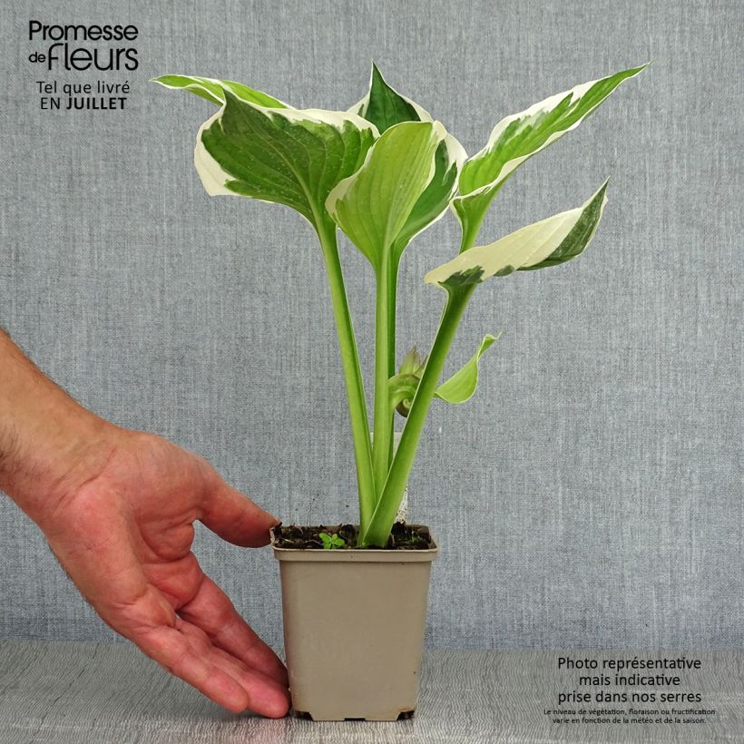 Exemplaar van Hosta fortunei Patriot - Hartlelie Kweekpotje van 8/9 cm zoals geleverd in de zomer