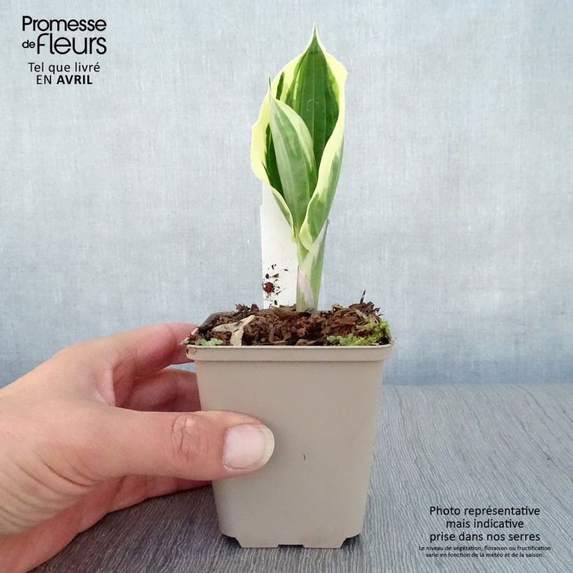Exemplaar van Hosta fortunei Patriot - Hartlelie Kweekpotje van 8/9 cm zoals geleverd in de lente