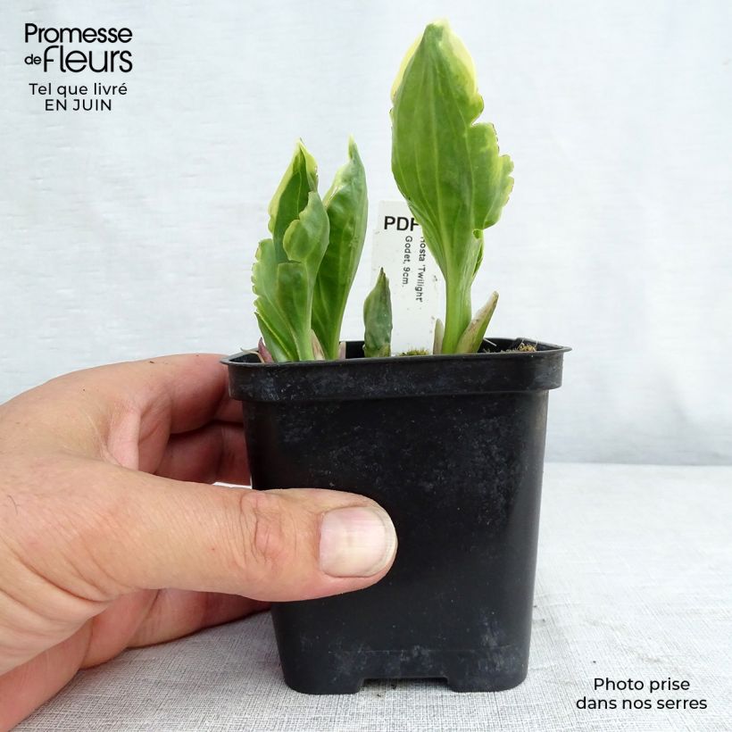 Exemplaar van Hosta fortunei Twilight - Hartlelie Kweekpotje van 8/9 cm zoals geleverd in de zomer