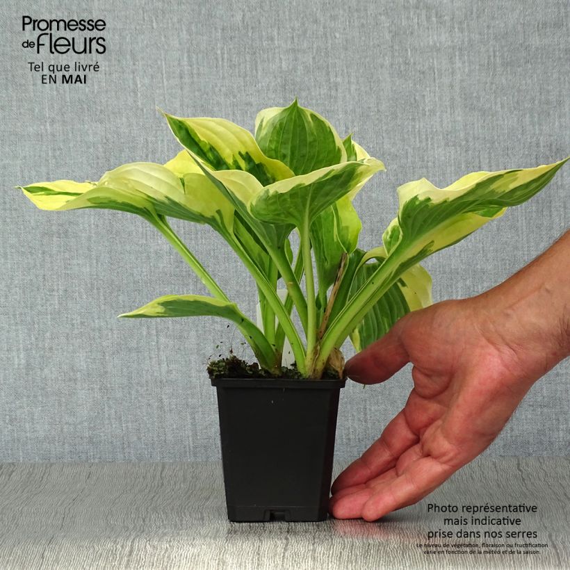 Exemplaar van Hosta fortunei Twilight - Hartlelie Kweekpotje van 8/9 cm zoals geleverd in de lente