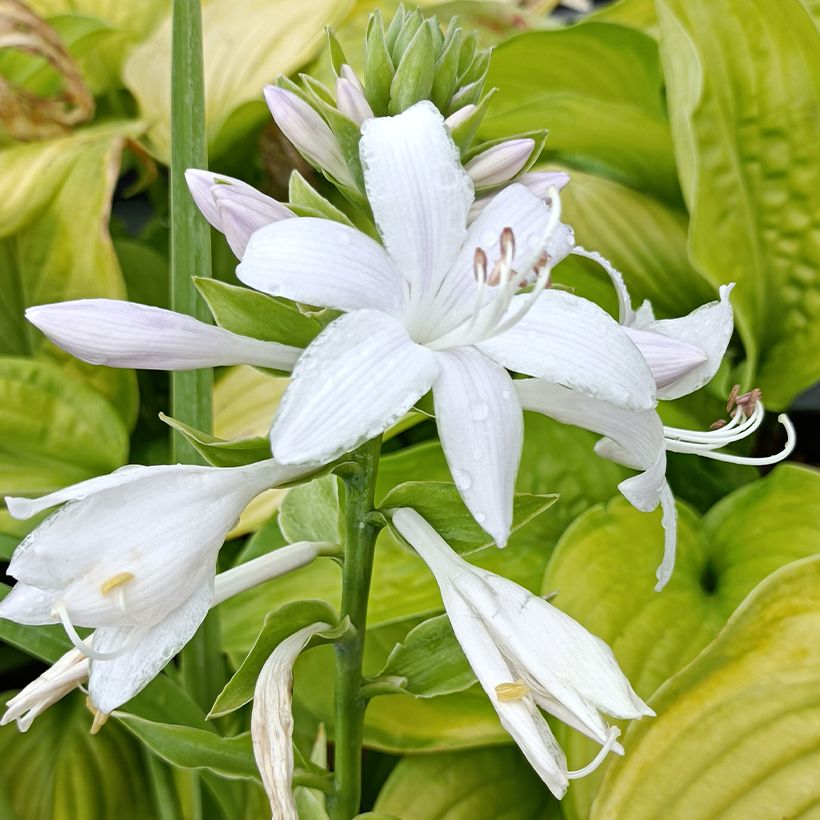Hosta Guacamole - Hartlelie (Bloei)