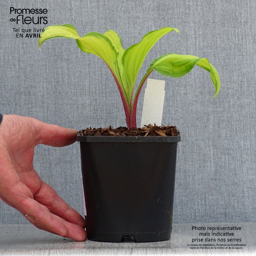 Exemplaar van Hosta Lipstick Kiss - Hartlelie Pot van 1,5 l/2 l zoals geleverd in de lente