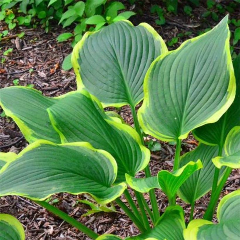 Hosta montana Yellow River - Hartlelie (Blad)