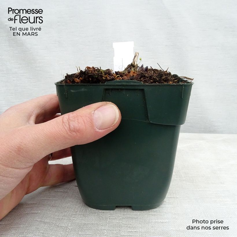 Exemplaar van Hosta montana Yellow River - Hartlelie Kweekpotje van 8/9 cm zoals geleverd in de lente