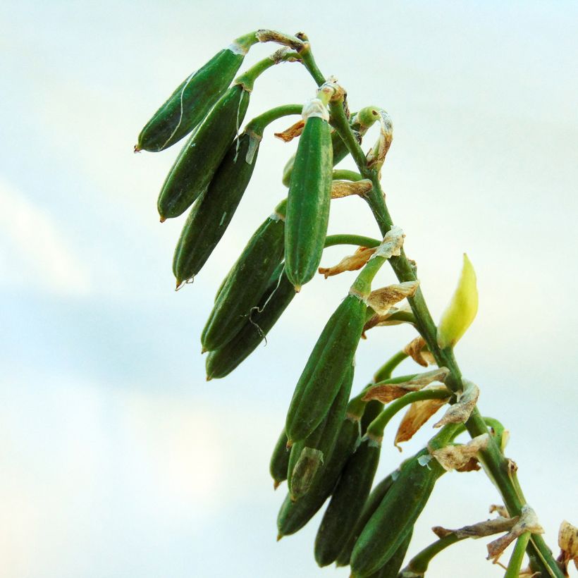 Hosta sieboldiana Frances Williams - Hartlelie (Oogst)