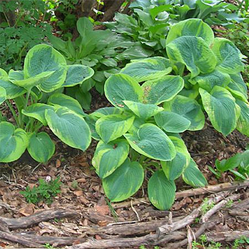 Hosta sieboldiana Frances Williams - Hartlelie (Groeiplaats)