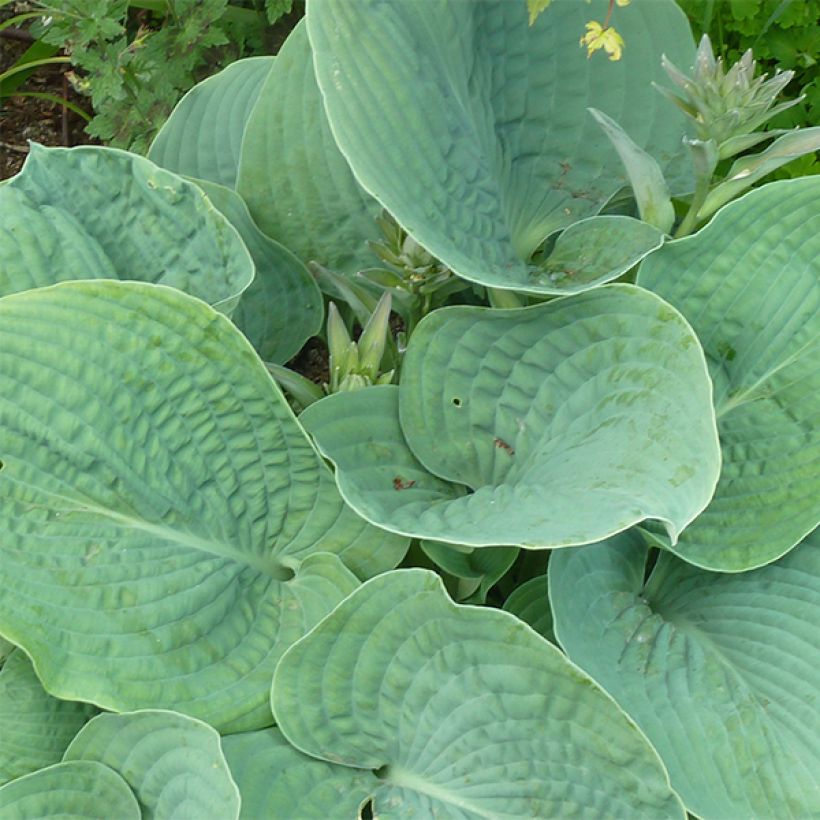 Hosta sieboldiana elegans - Hartlelie (Foliage)