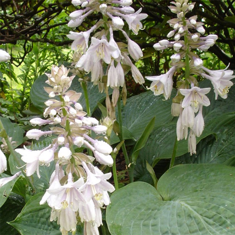 Hosta sieboldiana elegans - Hartlelie (Flowering)