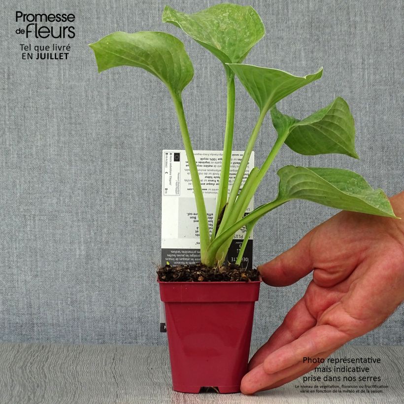 Exemplaar van Hosta sieboldiana elegans - Hartlelie Kweekpotje van 8/9 cm zoals geleverd in de zomer
