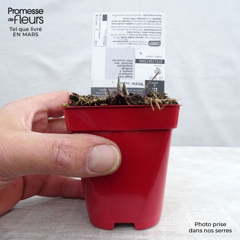 Example of Hosta sieboldiana elegans - Hartlelie Kweekpotje van 8/9 cm as you get in printemps