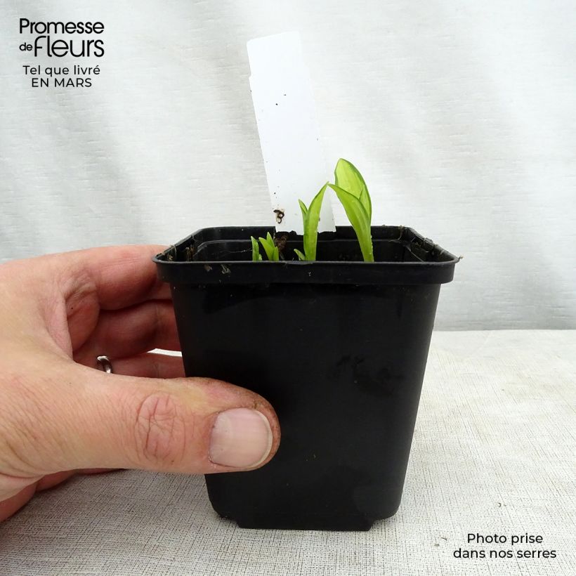 Exemplaar van Hosta sieboldii Silver Kabitan - Hartlelie Kweekpotje van 8/9 cm zoals geleverd in de lente