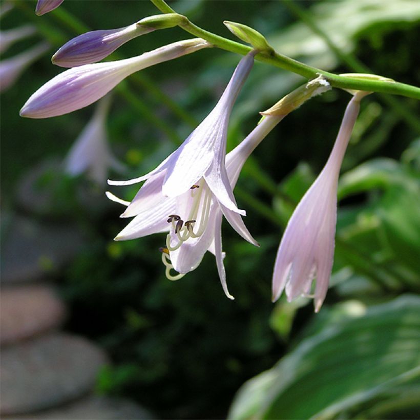 Hosta Summer Fragrance - Hartlelie (Blad)