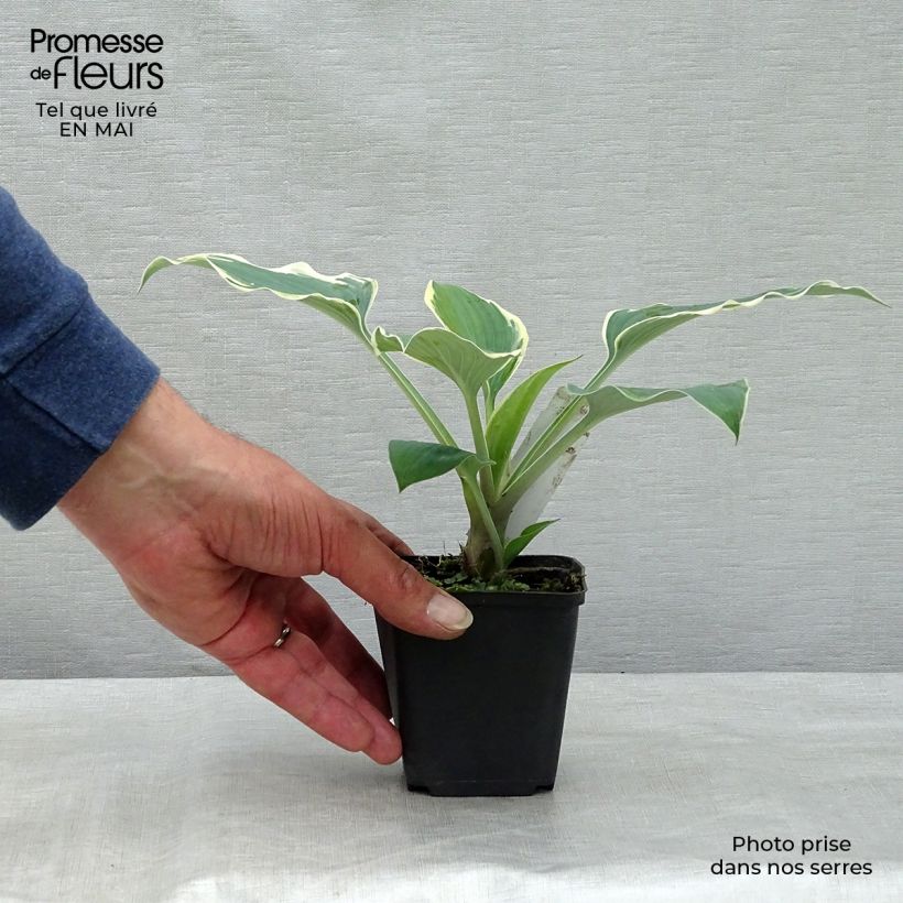 Example of Hosta tardiana El Niño - Hartlelie Kweekpotje van 8/9 cm as you get in printemps