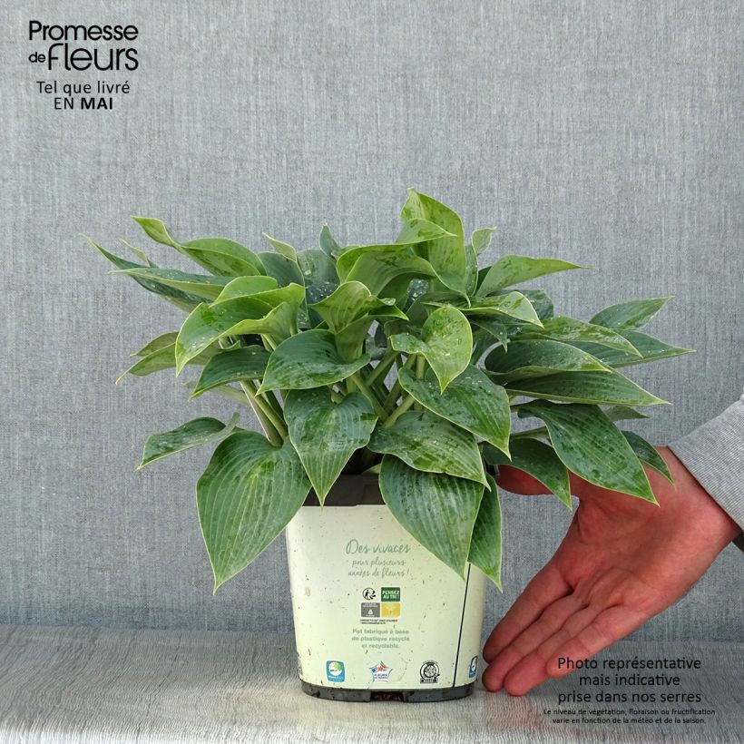 Exemplaar van Hosta tardiana Halcyon - Hosta Pot van 1 l/1,5 l zoals geleverd in de lente