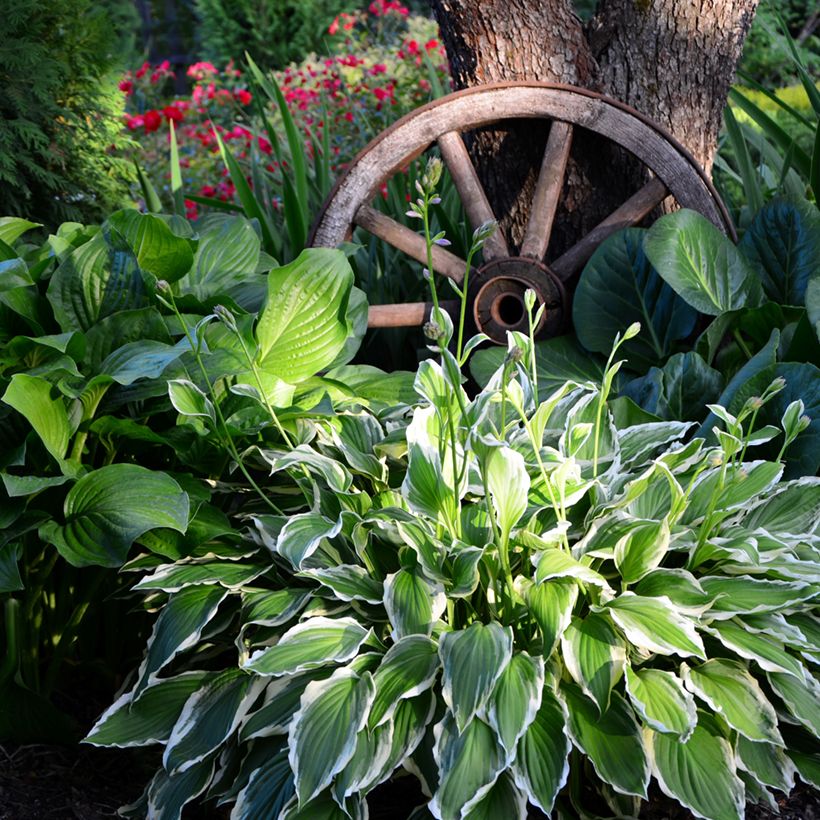 Hosta undulata albomarginata - Hartlelie (Groeiplaats)