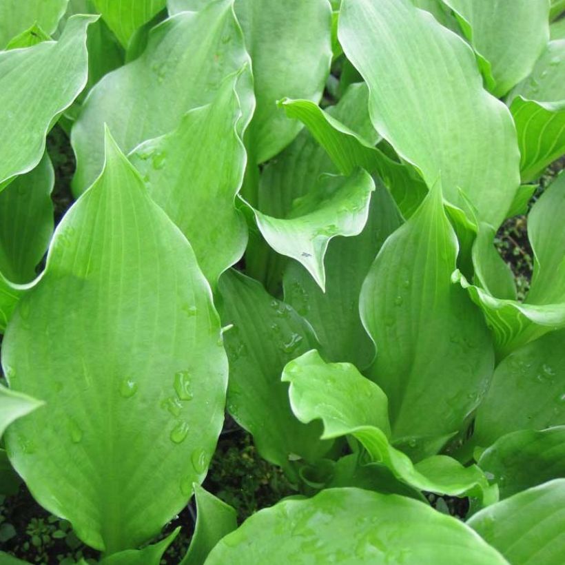 Hosta undulata Erromena - Hartlelie (Blad)