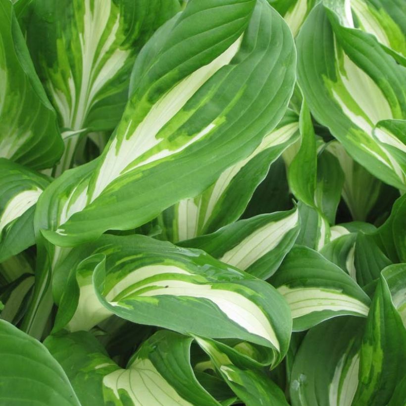 Hosta undulata Mediovariegata - Hartlelie (Blad)