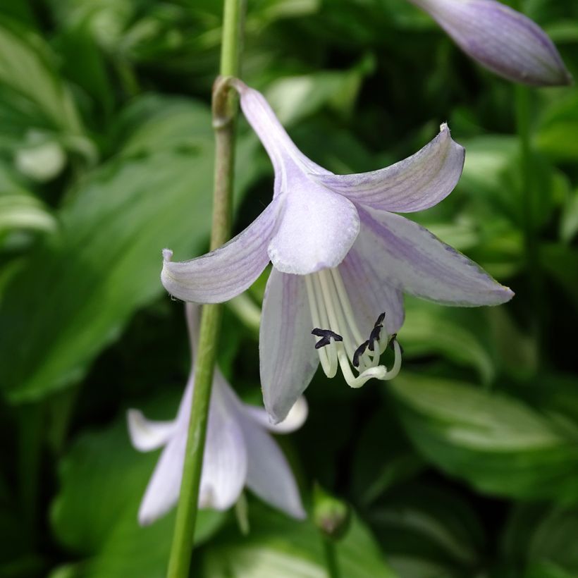 Hosta undulata Mediovariegata - Hartlelie (Bloei)