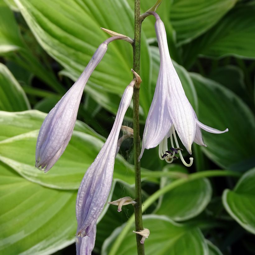 Hosta undulata albomarginata - Hartlelie (Bloei)