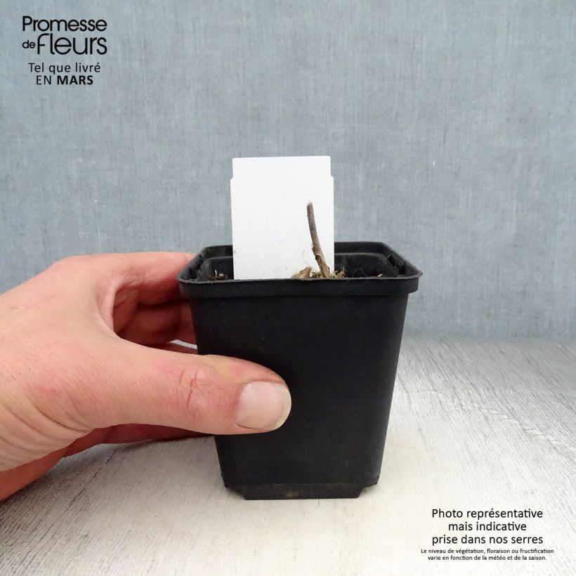 Exemplaar van Hosta undulata var univittata - Hartlelie Kweekpotje van 8/9 cm zoals geleverd in de lente