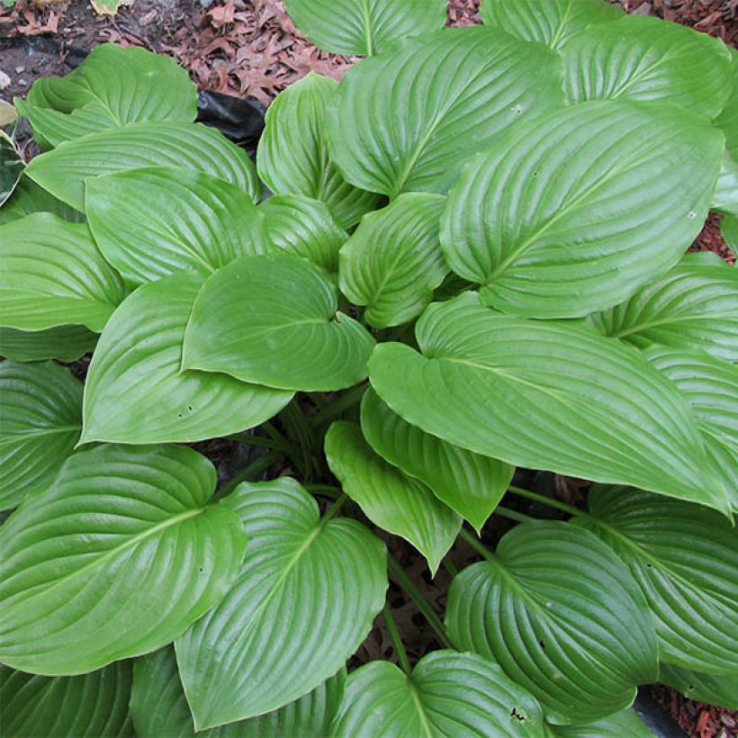 Hosta ventricosa - Hartlelie (Blad)