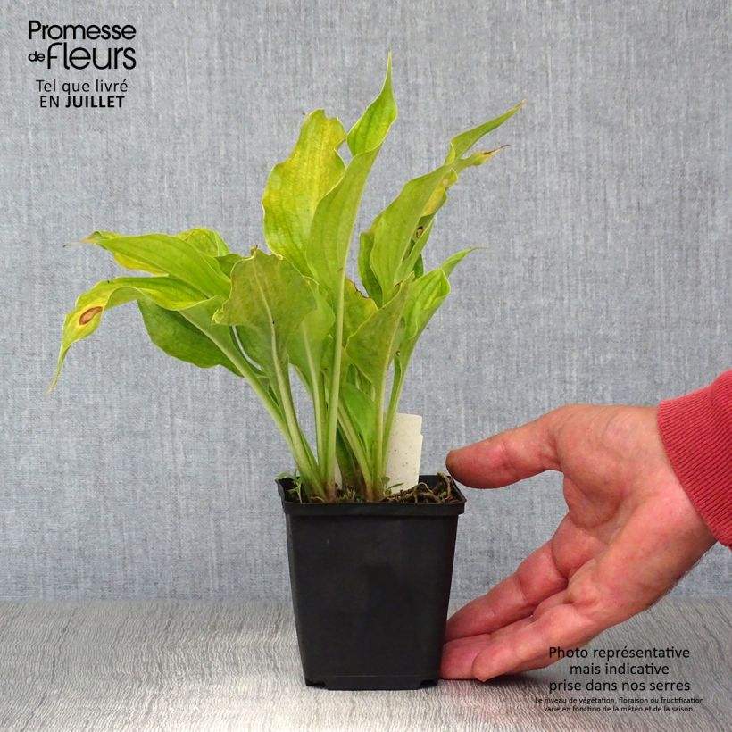 Exemplaar van Hosta ventricosa - Hartlelie Kweekpotje van 8/9 cm zoals geleverd in de zomer