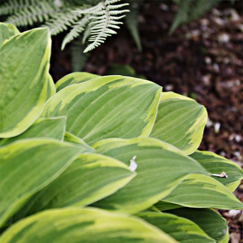 Hosta Fragrant Dream - Hartlelie (Blad)