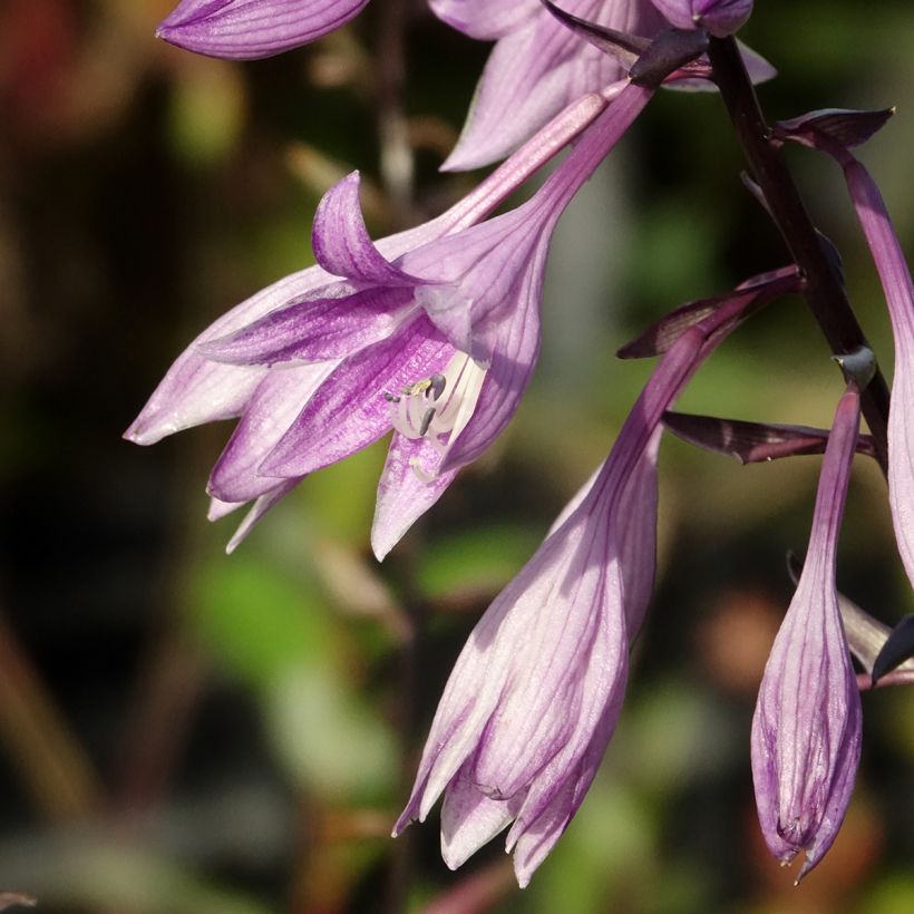 Hosta Red Ninja - Hartlelie (Bloei)