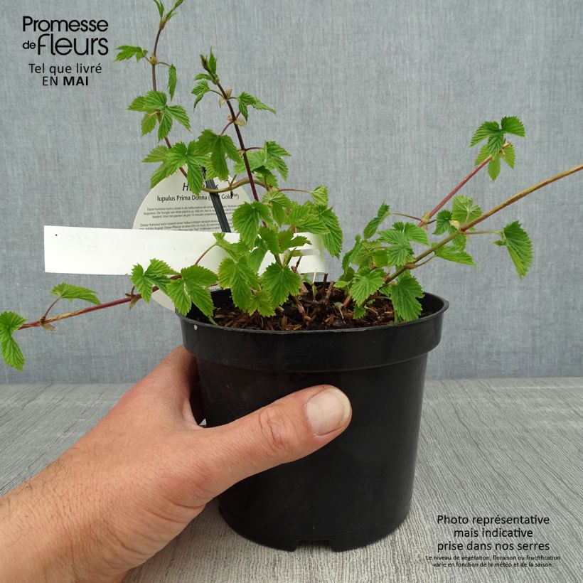 Example of Hop Prima Donna - Humulus lupulus Pot van 1,5 l/2 l as you get in printemps