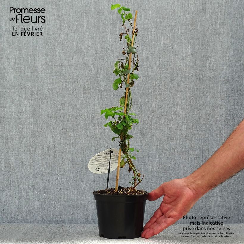 Exemplaar van Hop Prima Donna - Humulus lupulus Pot van 1,5 l/2 l zoals geleverd in de herfst