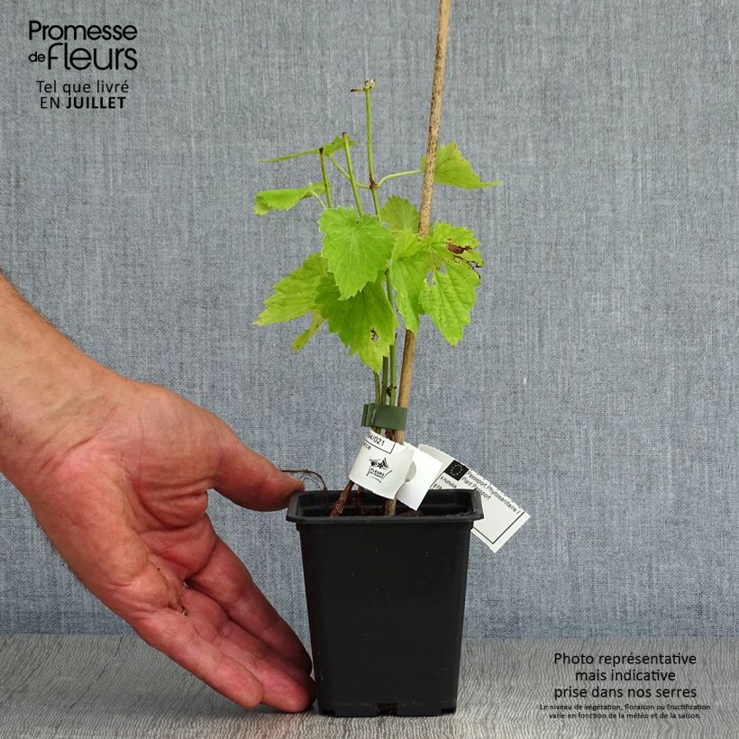 Exemplaar van Hop - Humulus lupulus Kweekpotje van 8/9 cm zoals geleverd in de zomer
