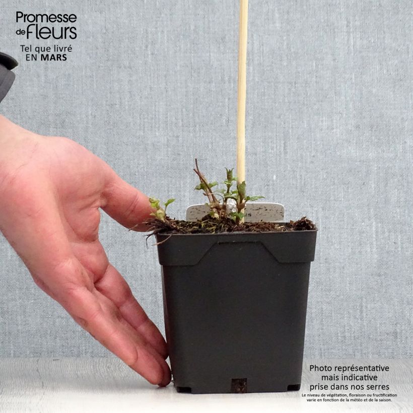 Exemplaar van Hop - Humulus lupulus Pot van 1,5 l/2 l zoals geleverd in de lente