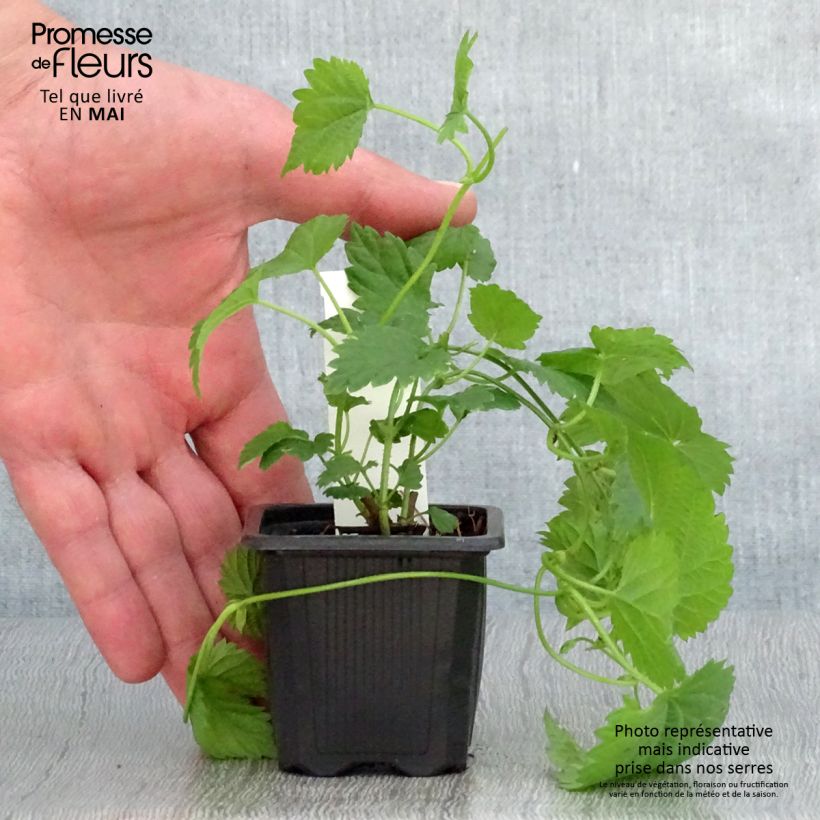 Exemplaar van Hop Jupiter - Humulus lupulus Kweekpotje van 7/8 cm zoals geleverd in de lente