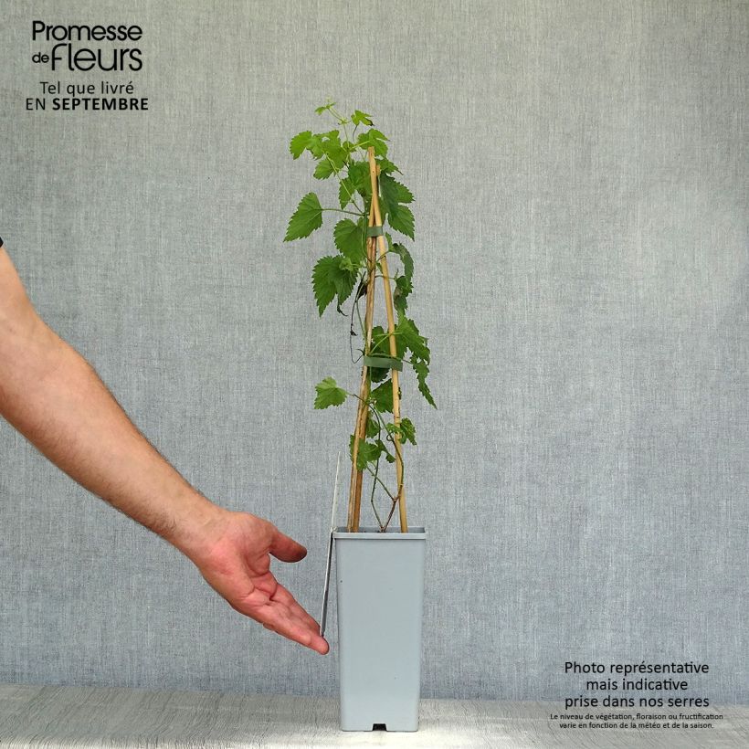 Exemplaar van Hop Pure (vrouwelijke hop) - Humulus lupulus Pot van 1,5 l/2 l zoals geleverd in de herfst