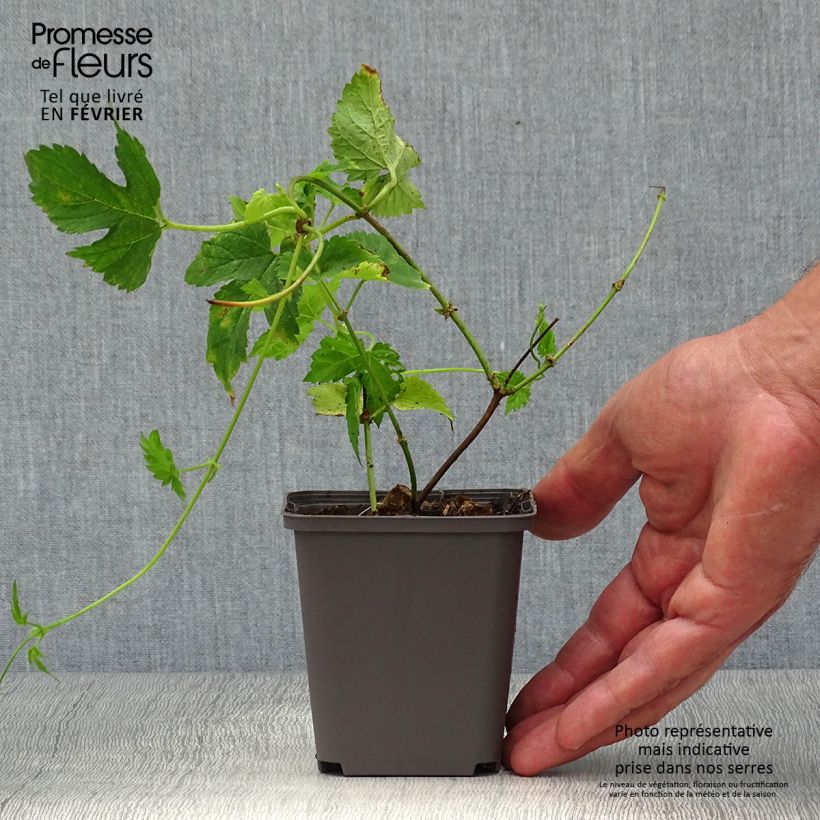 Exemplaar van Hop groen Magnum - Humulus lupulus Pot van 1,5 l/2 l zoals geleverd in de herfst