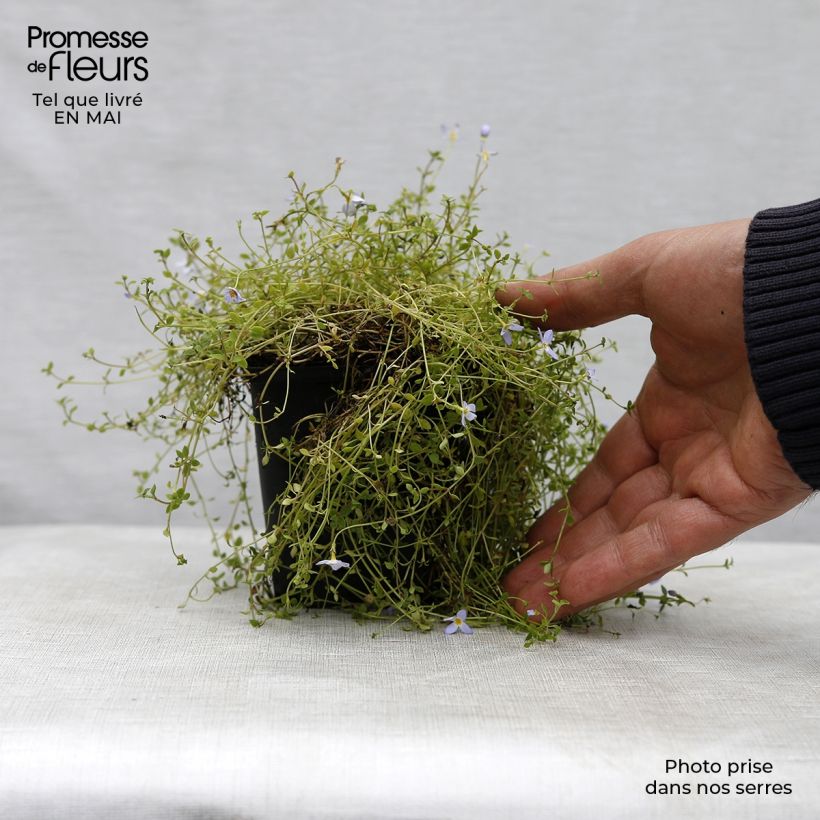 Exemplaar van Houstonia caerulea Millard's Variety - Porseleinsterretje Kweekpotje van 8/9 cm zoals geleverd in de lente