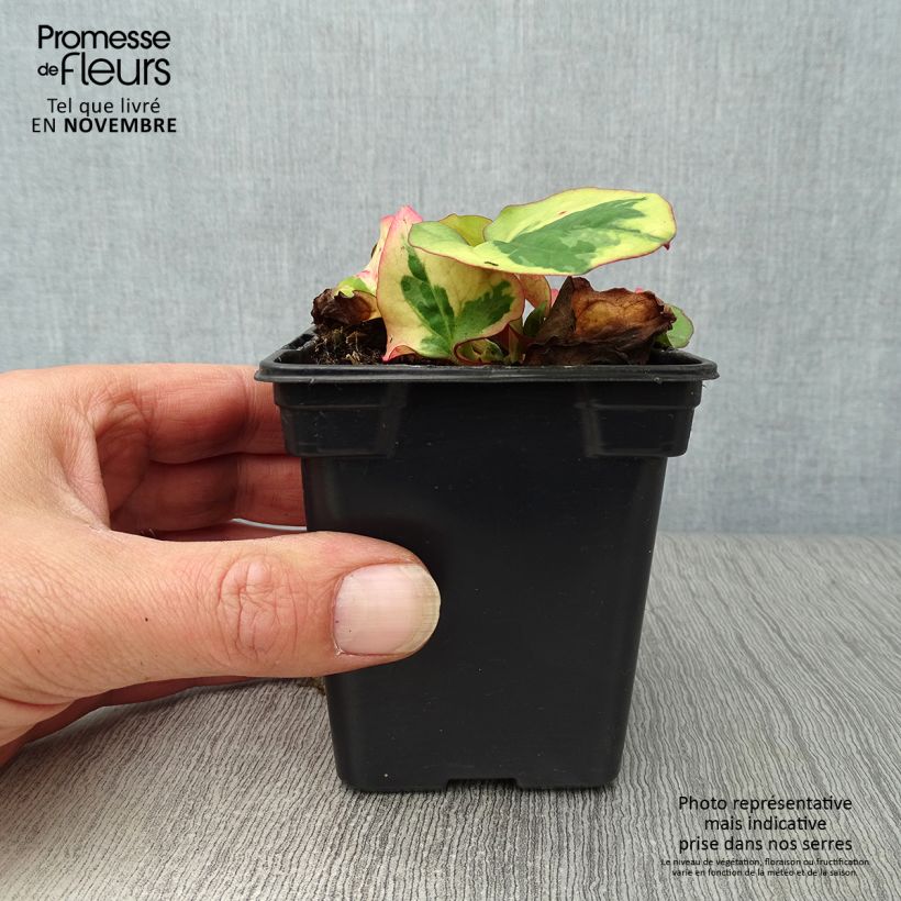 Exemplaar van Houttuynia cordata Chameleon - Moerasanemoon Kweekpotje van 7/8 cm zoals geleverd in de herfst