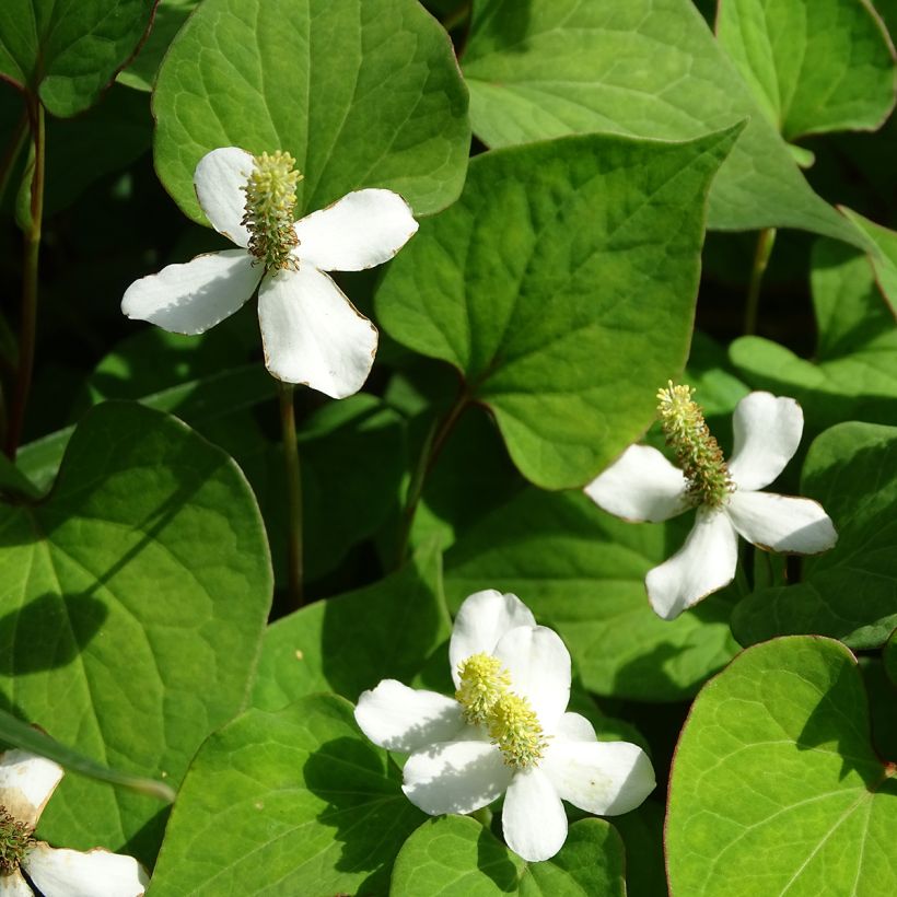 Houttuynia cordata - Moerasanemoon (Bloei)
