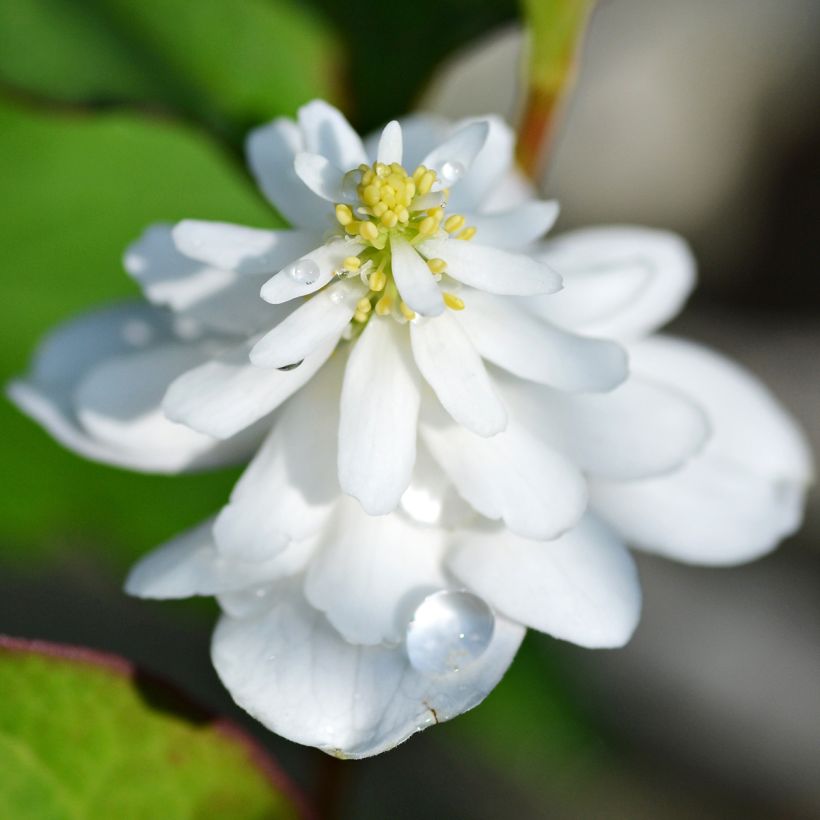 Houttuynia cordata Flore Pleno - Moerasanemoon (Bloei)