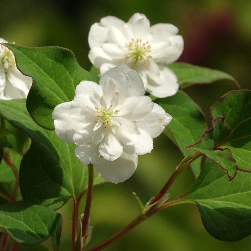 Houttuynia cordata Flore Pleno - Moerasanemoon (Bloei)