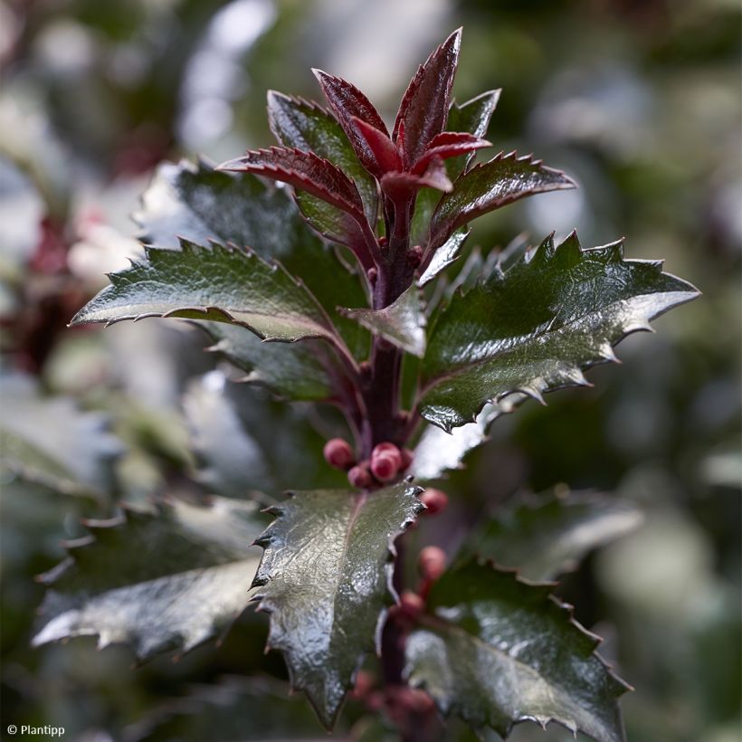 Ilex meserveae Gentle - Kastanjebladige hulst (Blad)