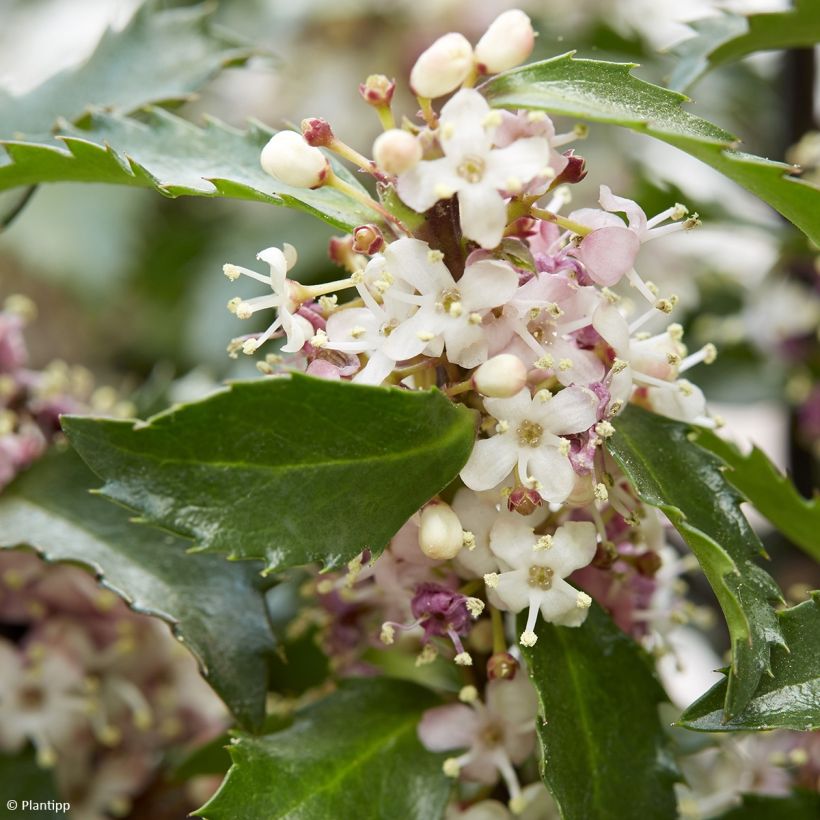 Ilex meserveae Gentle - Kastanjebladige hulst (Bloei)