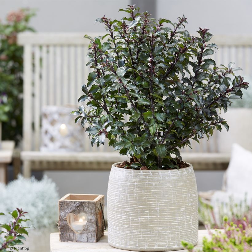 Ilex meserveae Gentle - Kastanjebladige hulst (Groeiplaats)