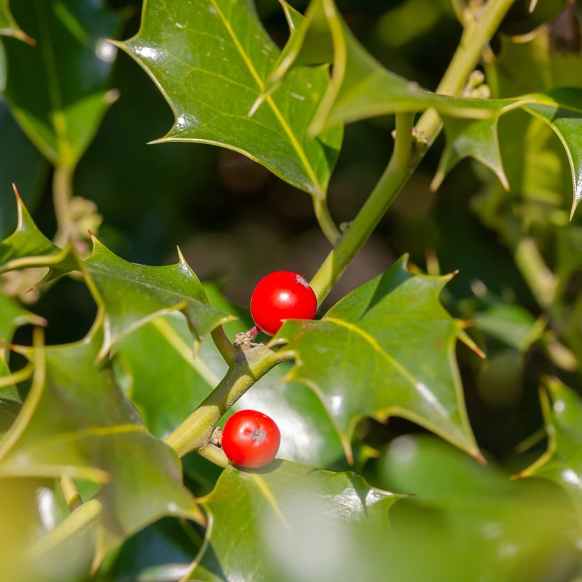 Ilex meserveae Heckenfee - Kastanjebladige hulst (Oogst)
