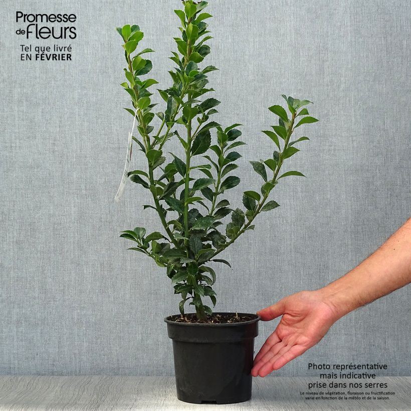 Exemplaar van Ilex meserveae Heckenfee - Kastanjebladige hulst Pot van 2 l/3 l zoals geleverd in de herfst