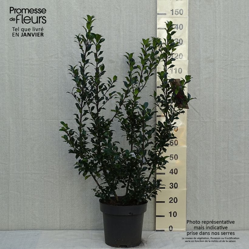 Exemplaar van Houx - Ilex (x) meserveae Mesid Pot de 12L/15L zoals geleverd in de winter