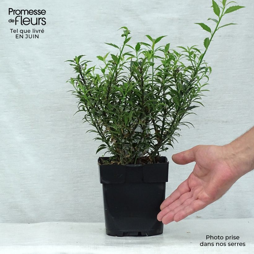Exemplaar van Ilex aquifolium Myrtifolia - Hulst Pot van 2 l/3 l zoals geleverd in de zomer