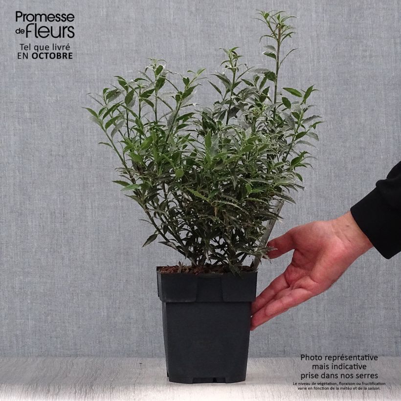 Exemplaar van Ilex aquifolium Myrtifolia - Hulst Pot van 2 l/3 l zoals geleverd in de herfst
