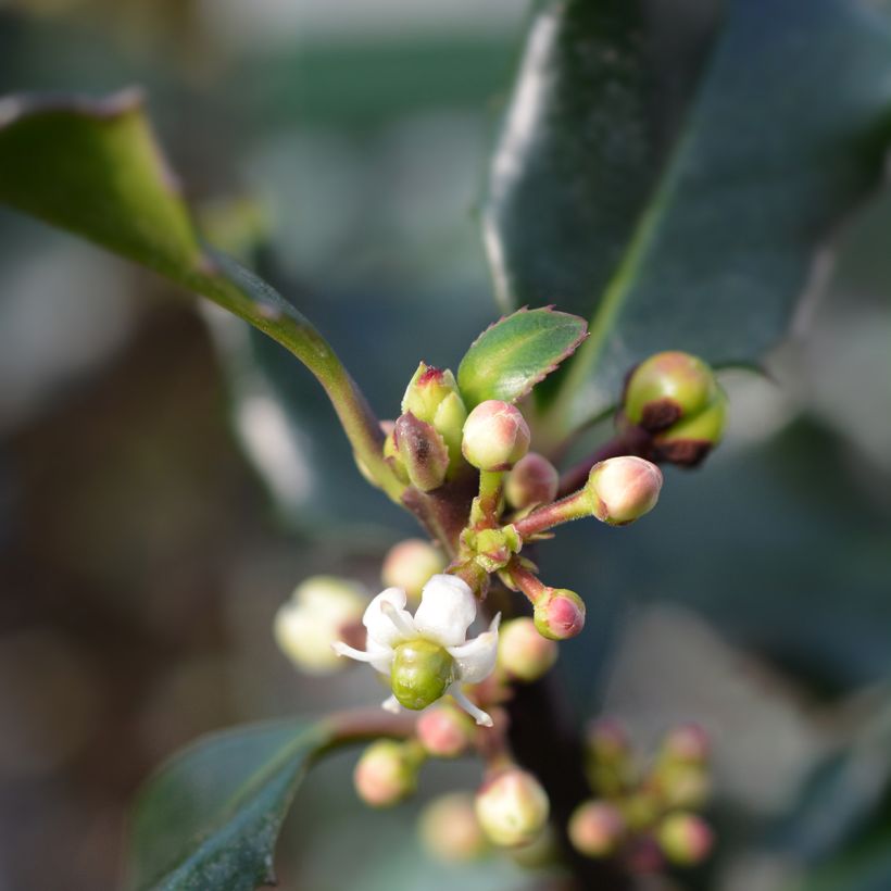 Ilex meserveae Blue Angel - Kastanjebladige hulst (Bloei)