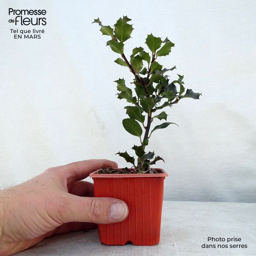 Exemplaar van Ilex meserveae Blue Angel - Kastanjebladige hulst Kweekpotje van 8/9 cm zoals geleverd in de lente